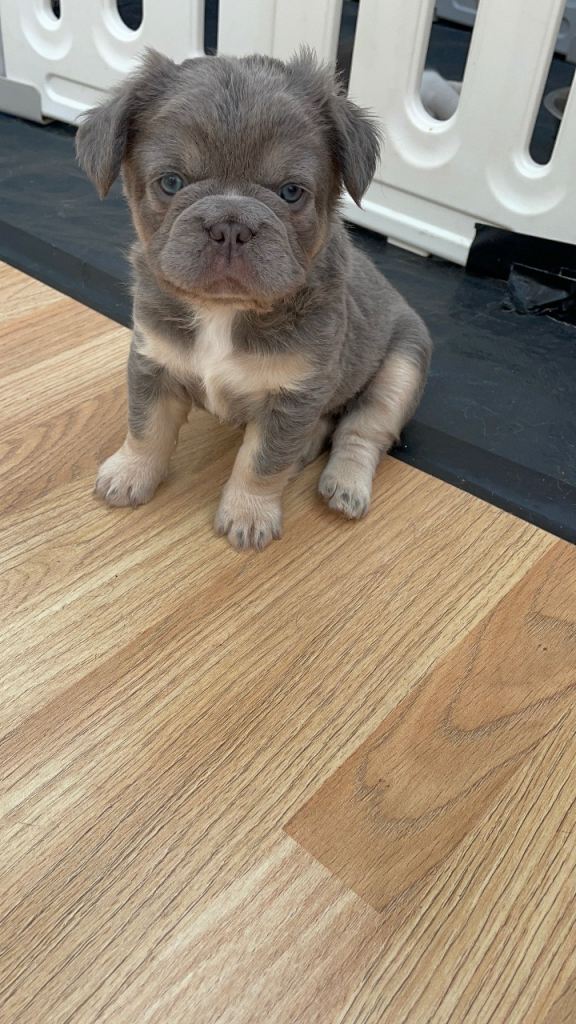 PRICE DROP Fluffy Frenchies