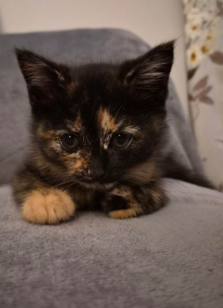 10 week old female kitten