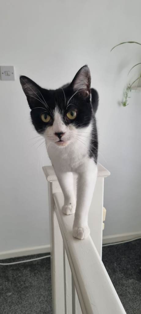 Friendly Cats Looking for a Loving Home