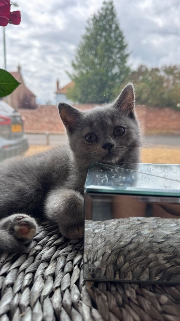 ‼️2 REMAINING‼️ Beautiful BSH X Russian blue kittens for sale💞 REDUCED‼️