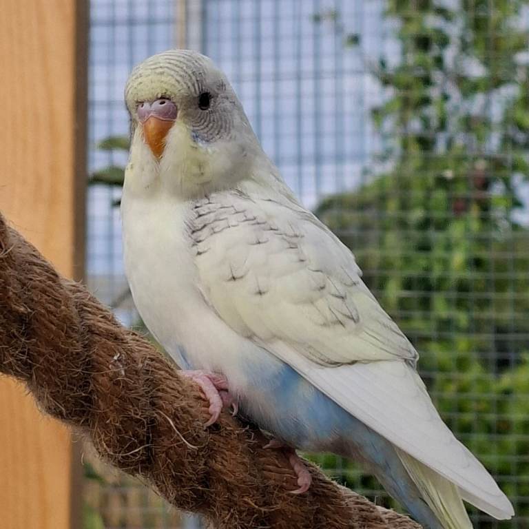  baby budgies 