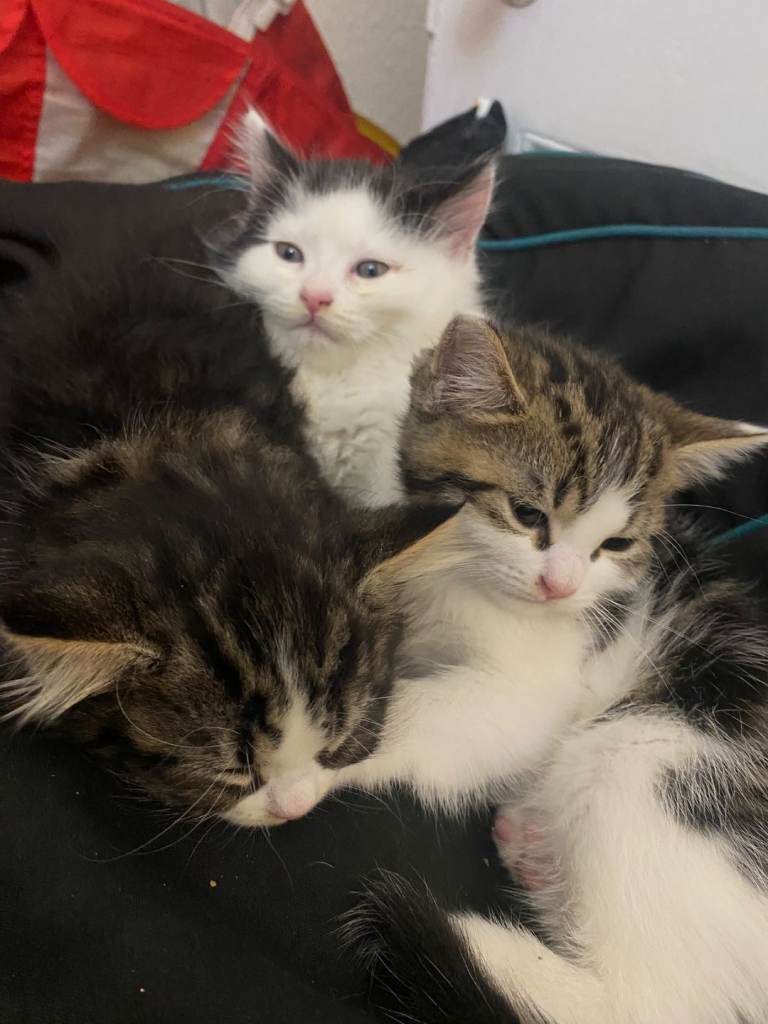 Quater persian kittens
