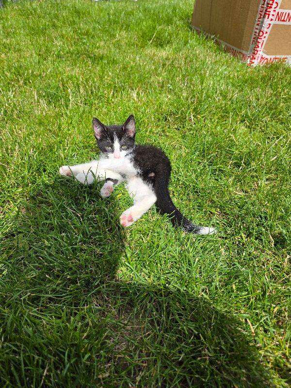 2 female kittens - born 10 May