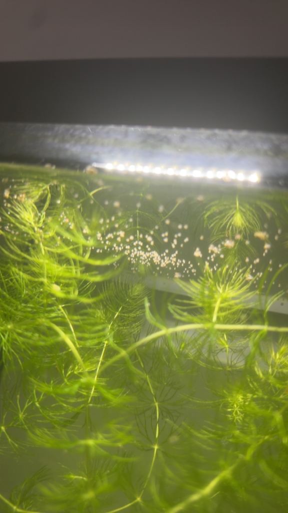 Bladder/ramshorn snails 