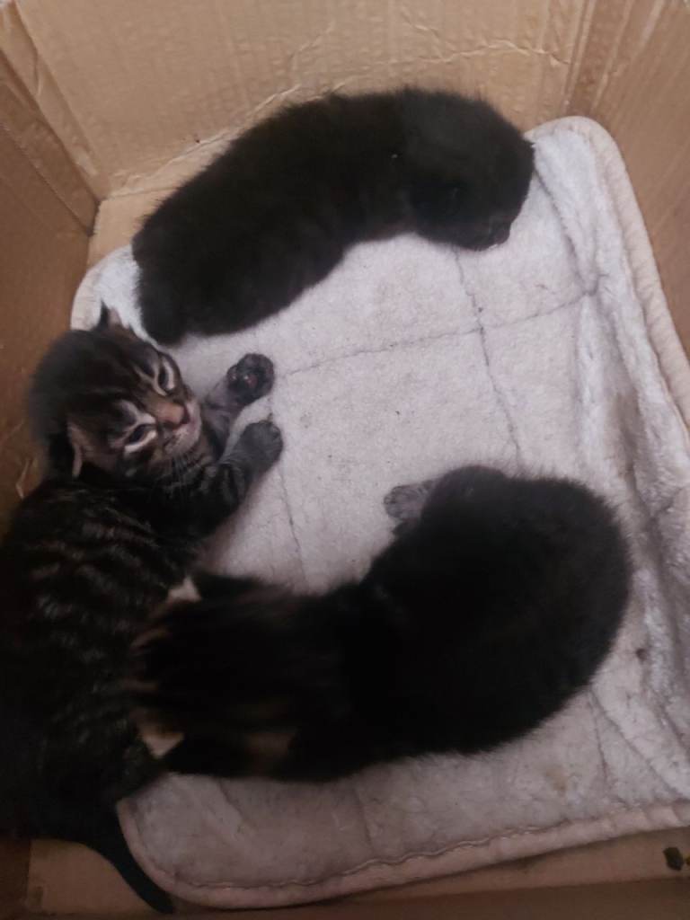 Kittens available 11th sept!