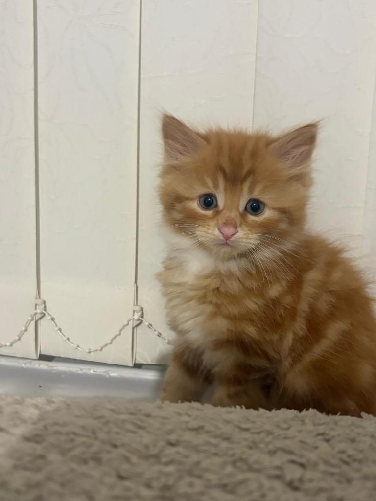 Ginger male kitten 