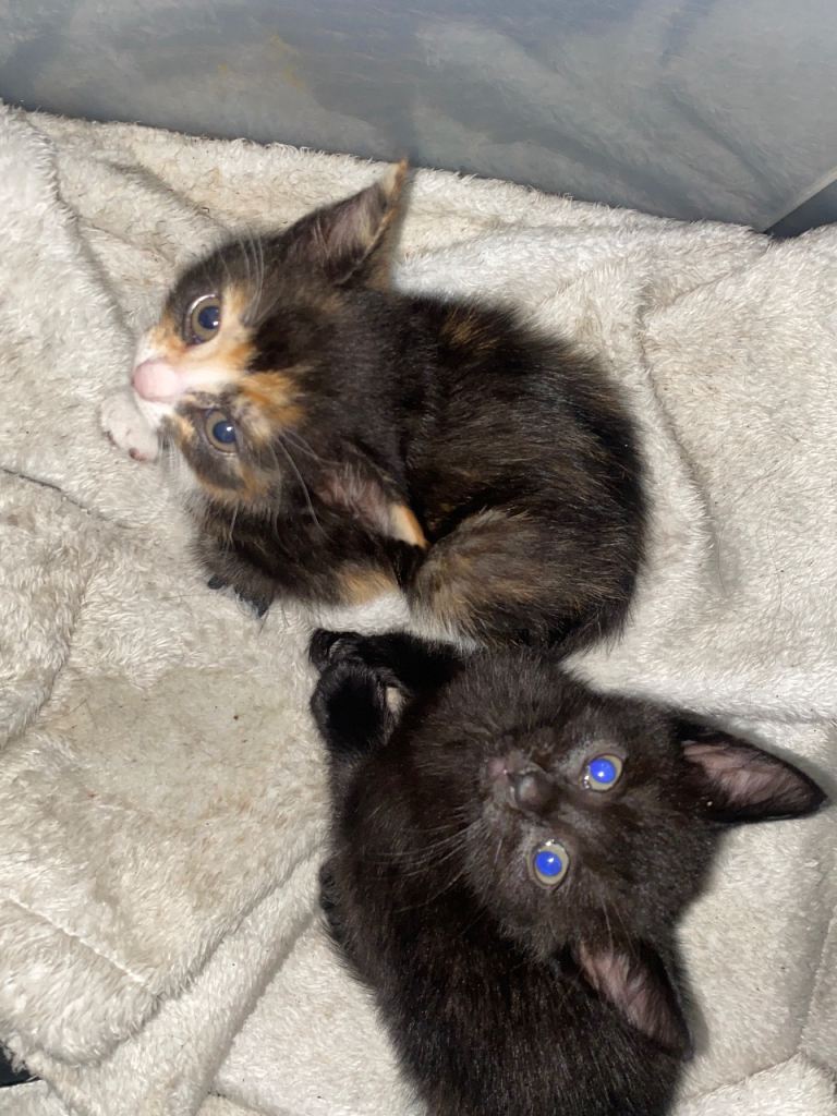 Kittens