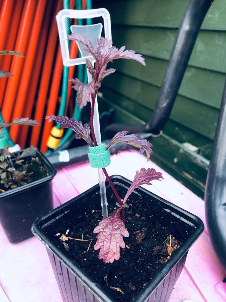 Purple Verbena Plant - Young, Healthy Seedling