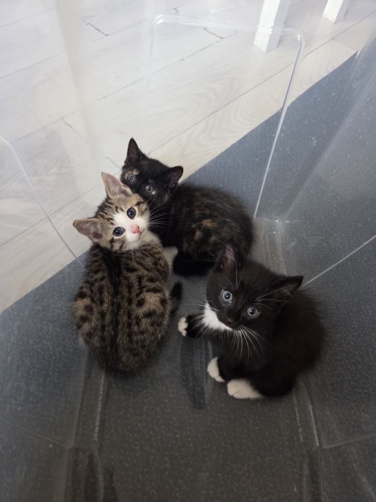 8 week old kittens - 2 males left