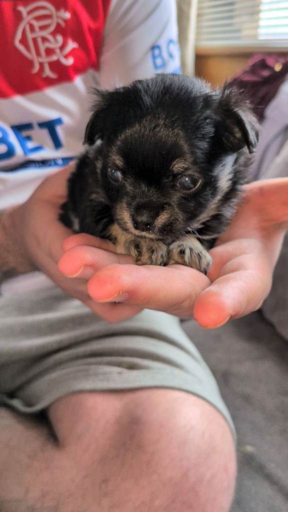 Chihuahua Puppies 