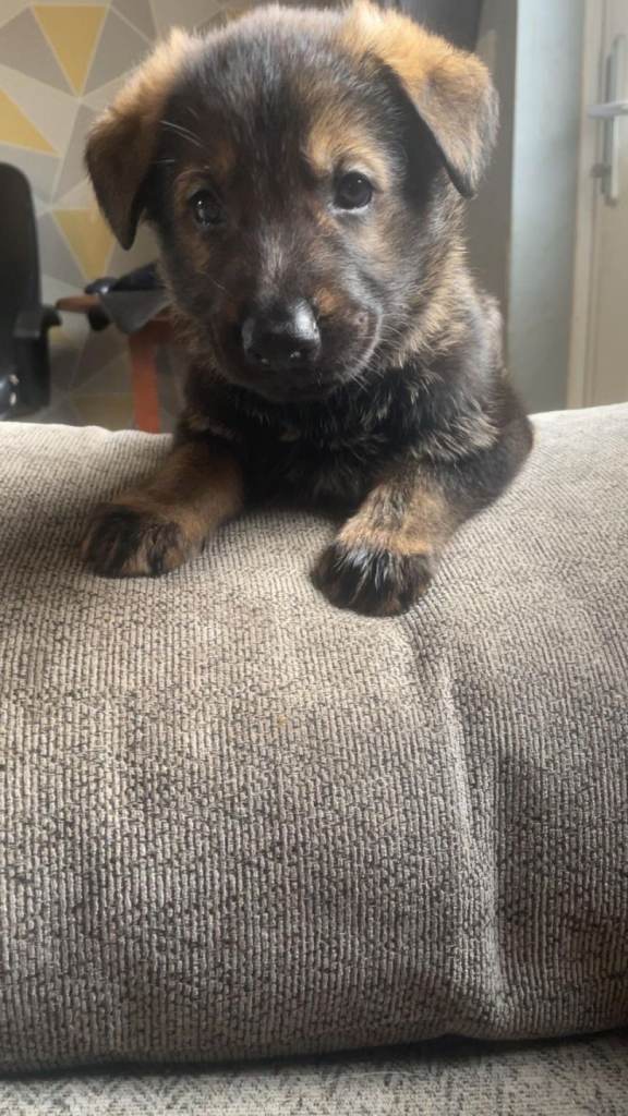 German shepherd puppie