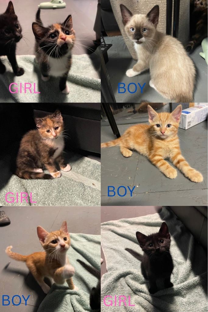 6 little kittens for sale 