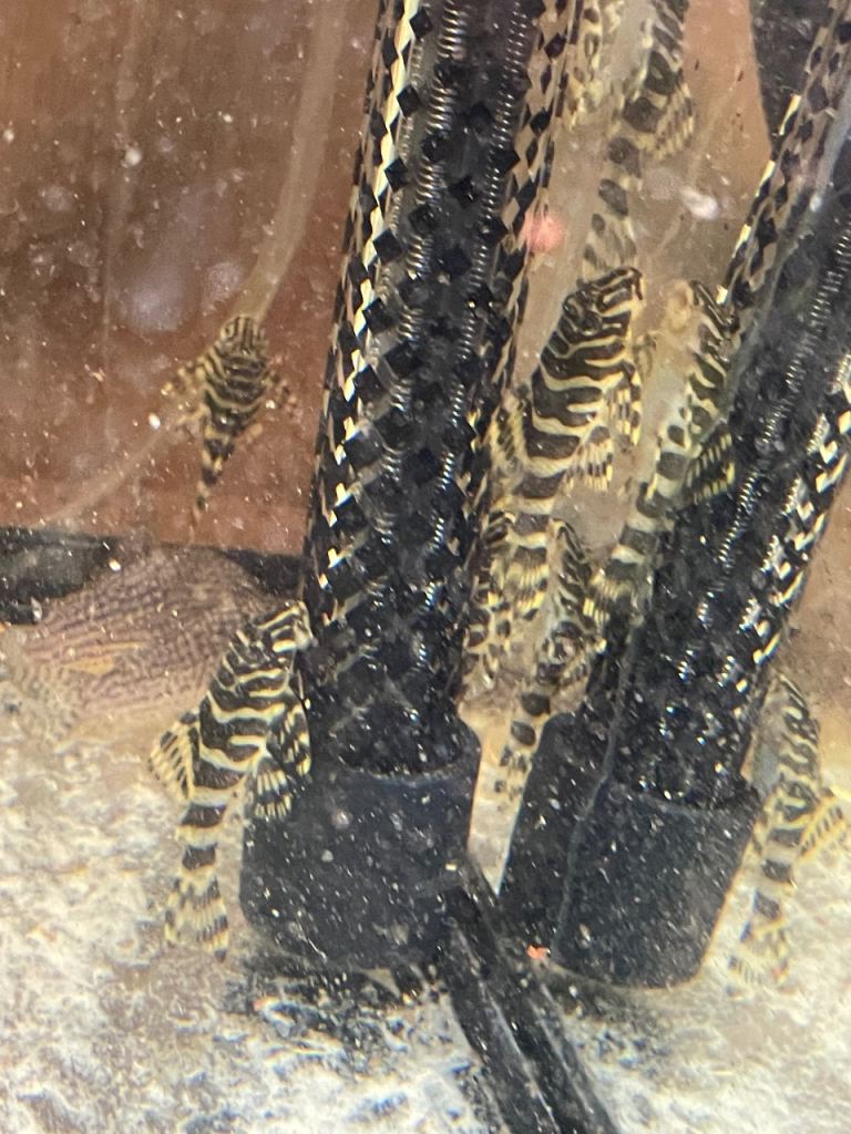L134 leopard frog plecos