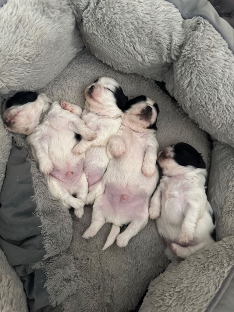SOLD 2 x male Shih Tzu puppies for sale