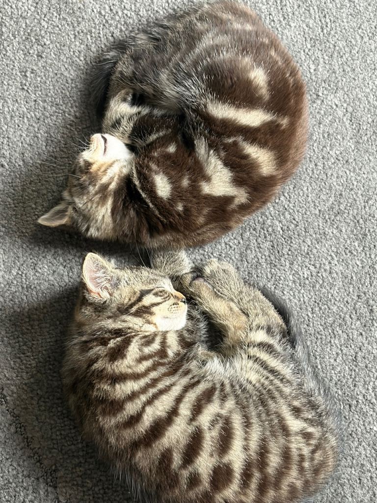 2  Tabby Kittens 