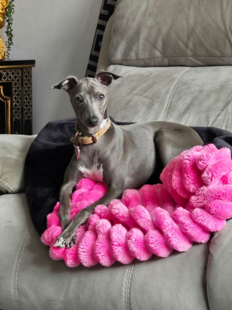 Italian greyhound female 6 months old 