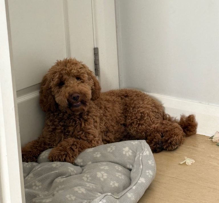 Cockapoo for sale 
