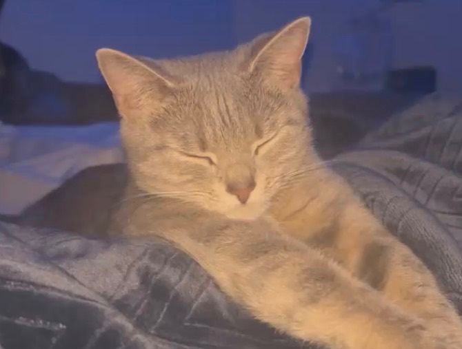 Fluffy cat for sale 