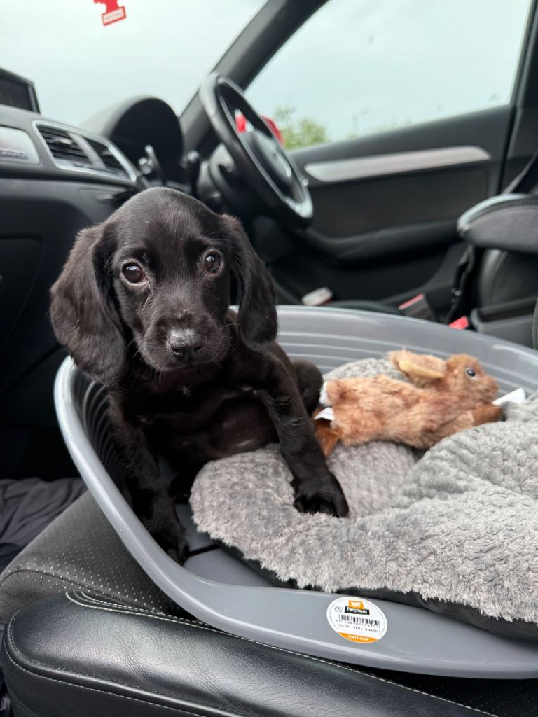 Female Black Cocker Spaniel