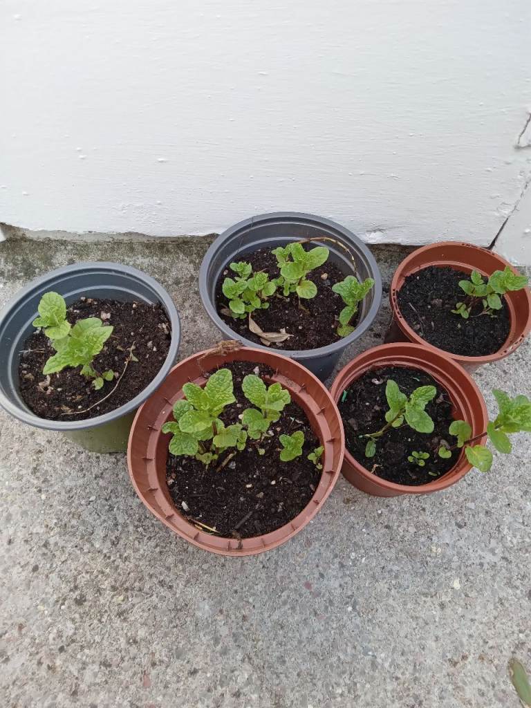 Spearmint plants