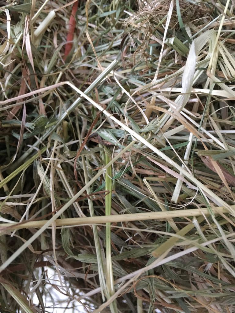 Hay for sale 