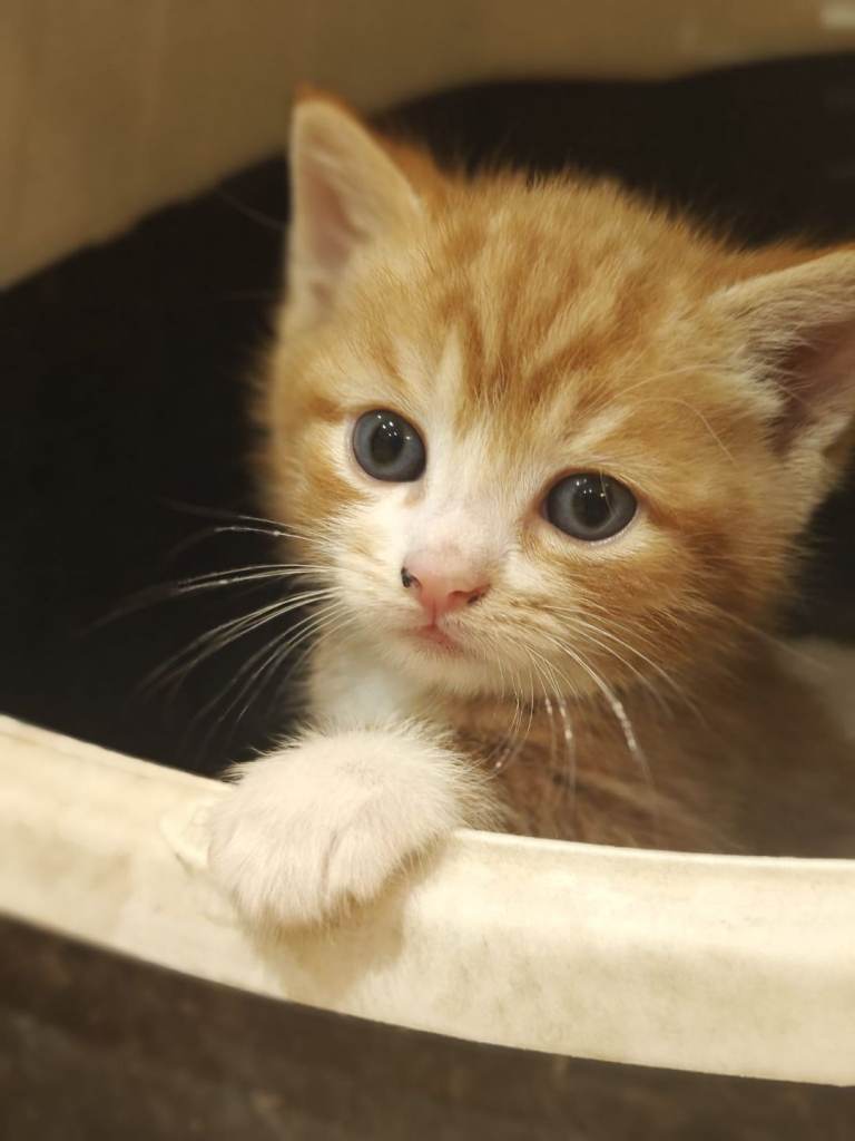 Beautiful Kittens Looking for a Loving Forever Home 🏡🐾