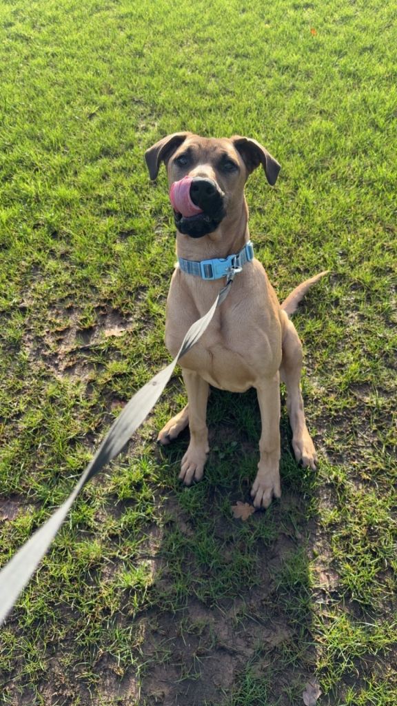 Ultimate Pincher Puppy