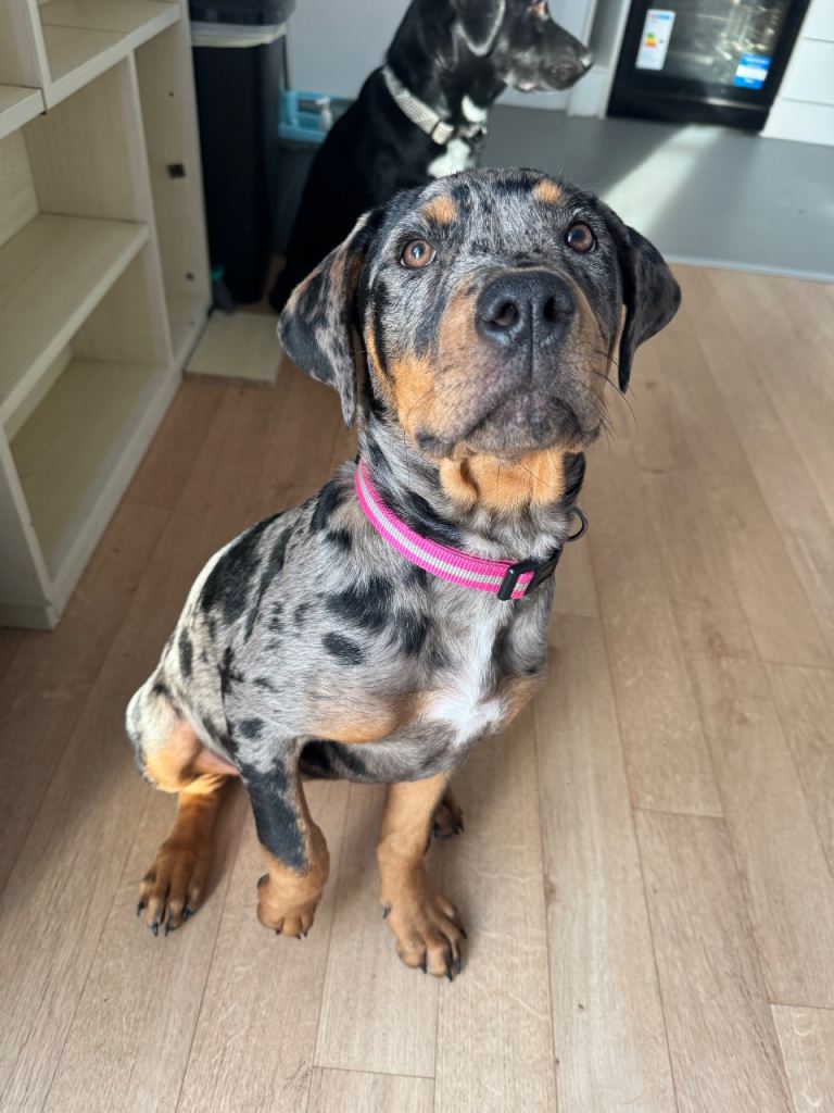 Rottweiler cross catahoula leopard dog 