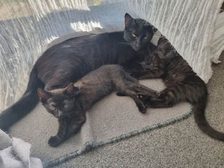 Kittens 