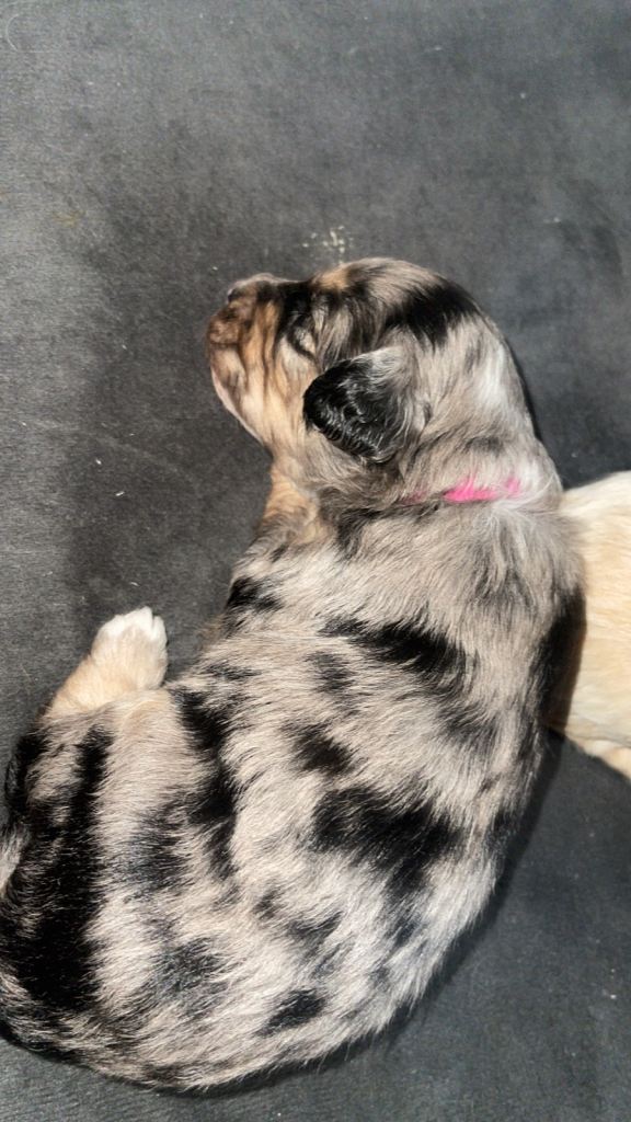 Cavapoochon x cockapoo puppies 