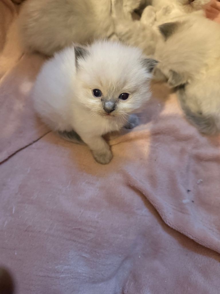 Ragdoll kittens