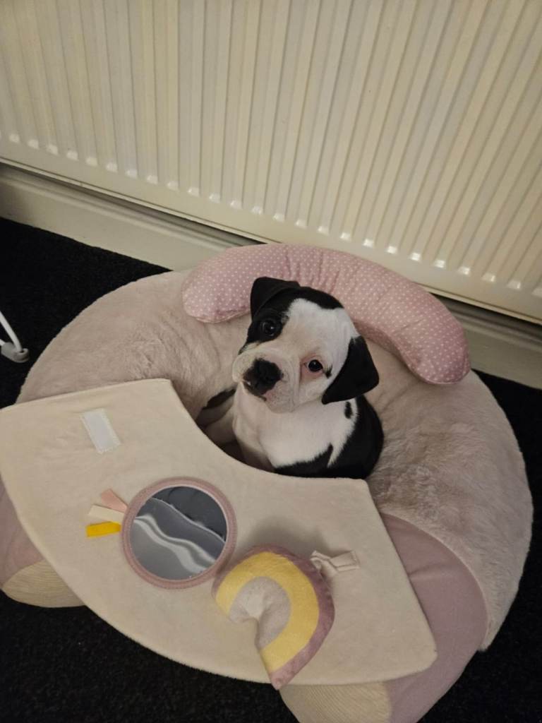 5 month old puppy - Dorset Olde English Bulldog/ French Bulldog