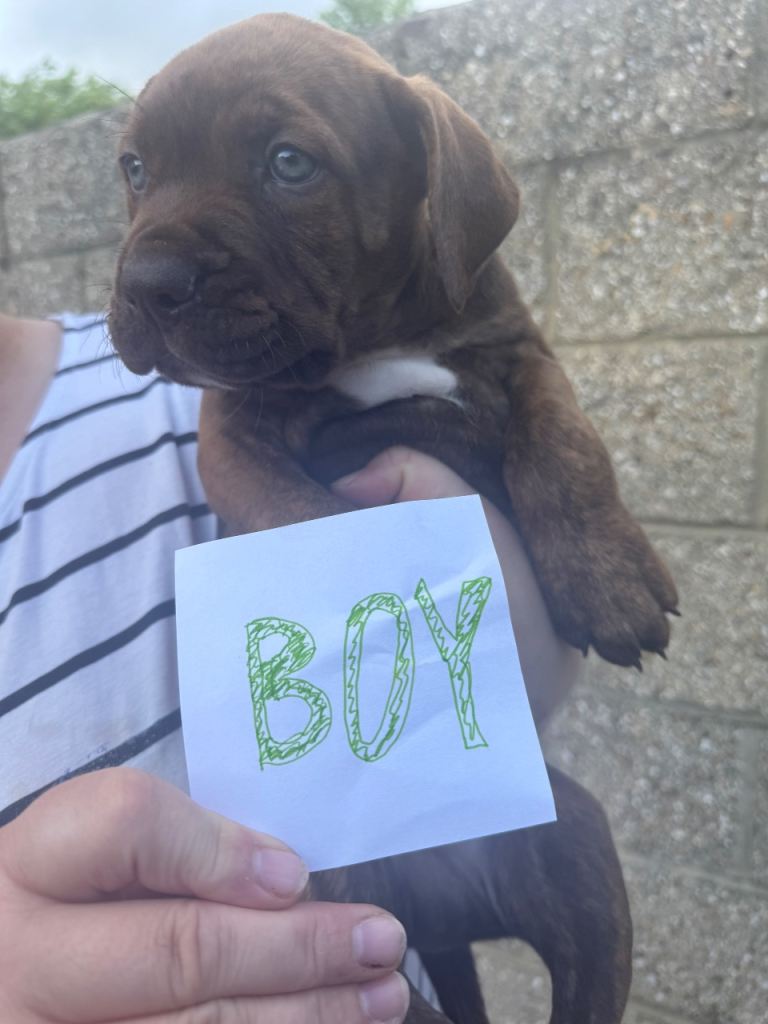 Cane Corso x Presa Canario Puppies