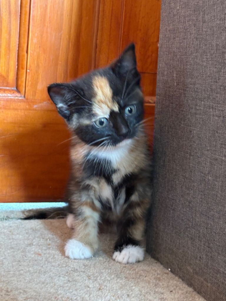 Kittens