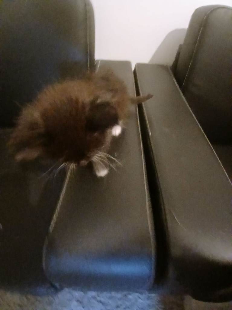 image for FREE  K i t t e n B O Y