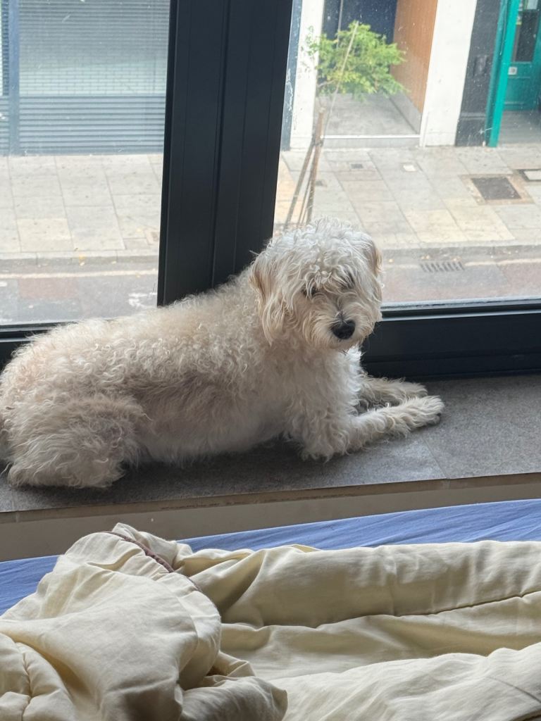 2 years and 5 months dog chloe