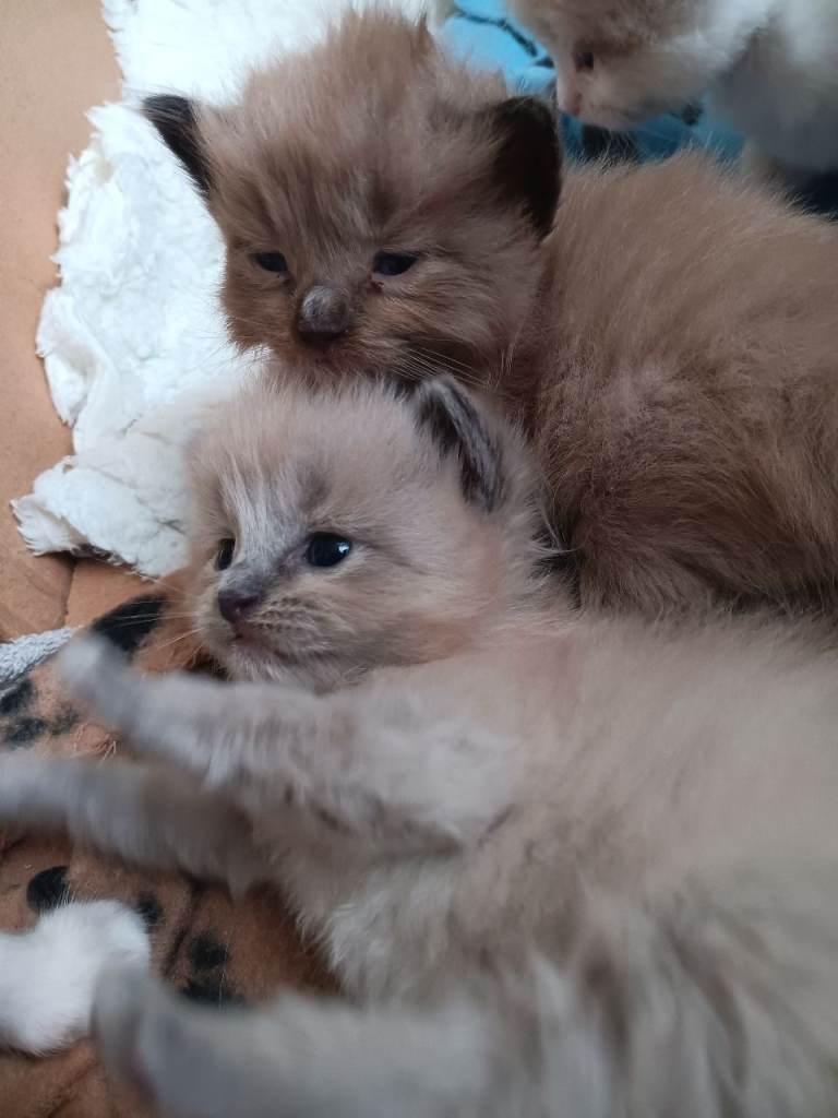 Unique Ragdoll Kittens For Sale