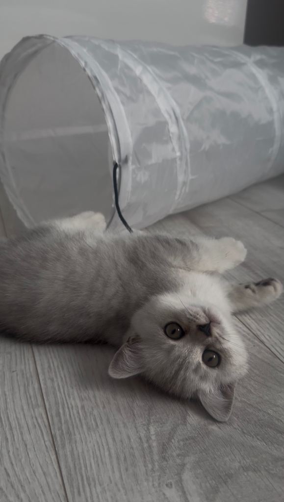 British Shorthair Kittens 