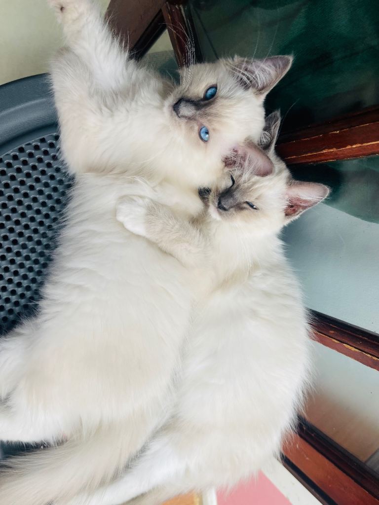 Ragdoll Kittens