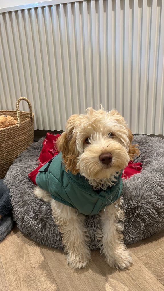 Puppy/Small dog Coat/Jacket