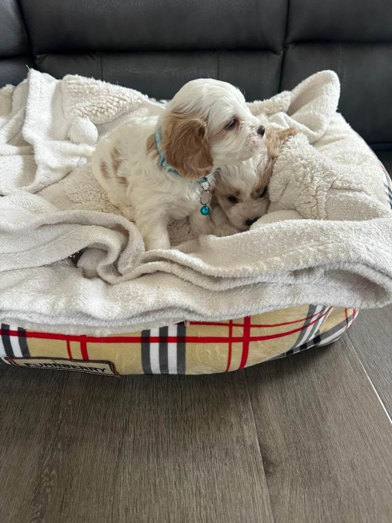 Cavapoo puppies 