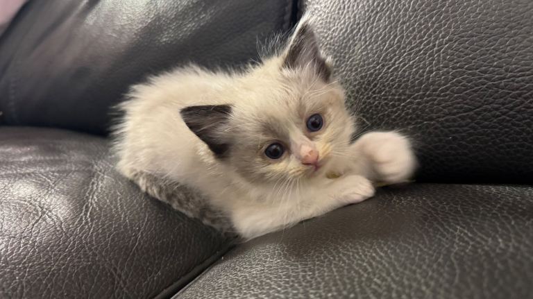  last girl Stunning  Ragdoll kittens 
