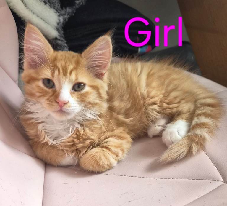 Ginger kittens for sale 