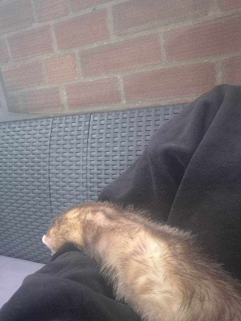 Ferret
