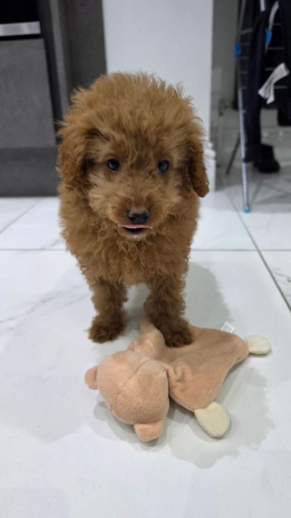Beautiful toy poodle x asian puppy boy
