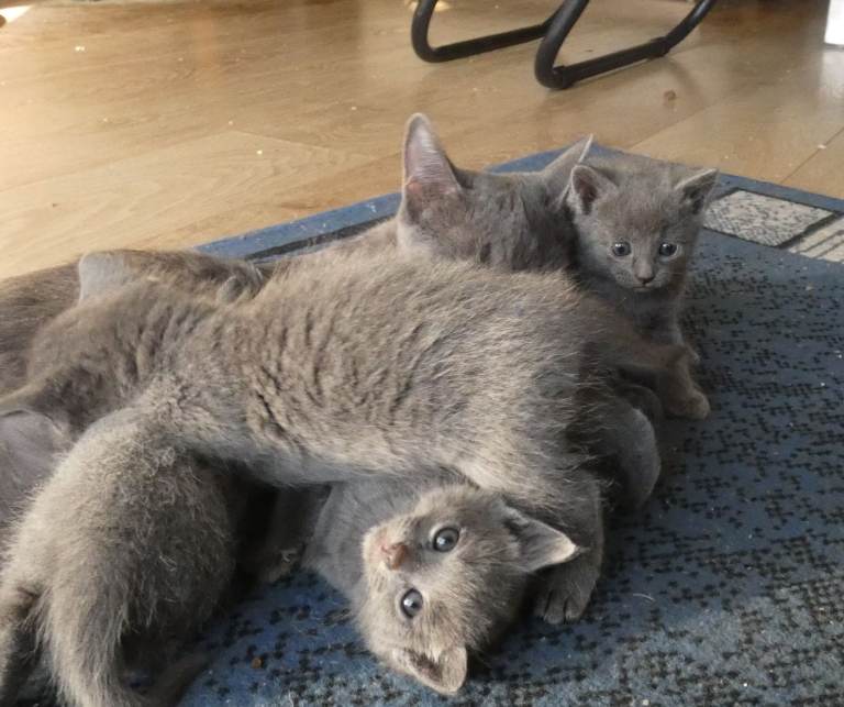 Pure Russian Blue kittens