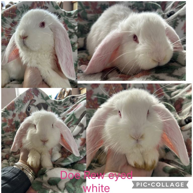 French lop babies (Giant breed)
