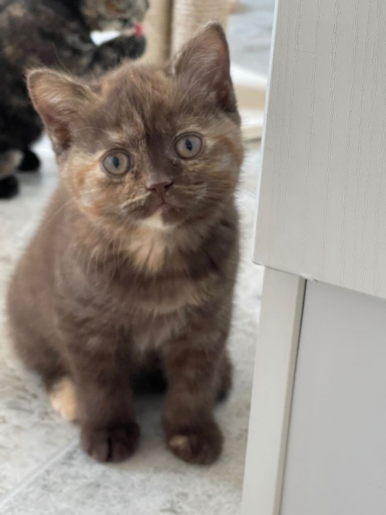 STUNNING CHOCOLATE TORTIE GCCF REG BRITISH SHORTHAIR KITTEN 