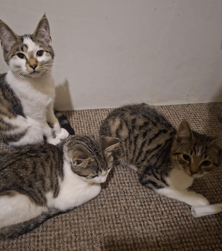 Mixed breed kittens 