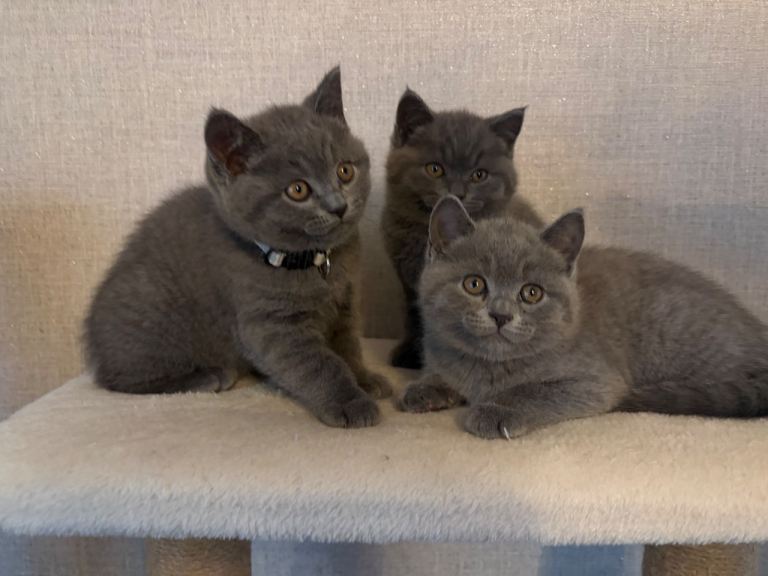 British short hair kittens